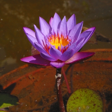 Purple Flowers